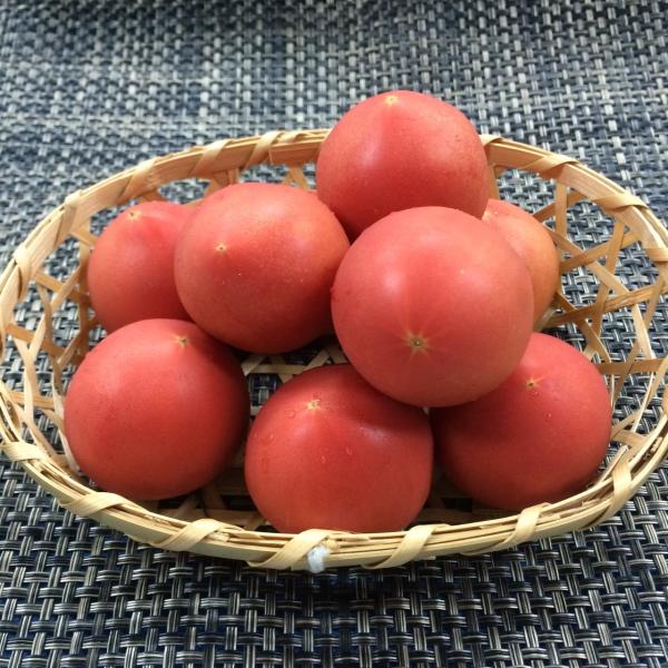 アメーラ  1パック　