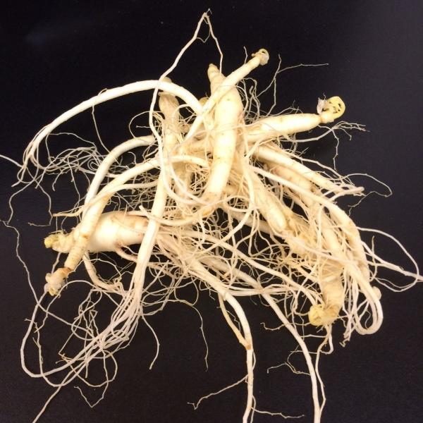 朝鮮人参　１pc