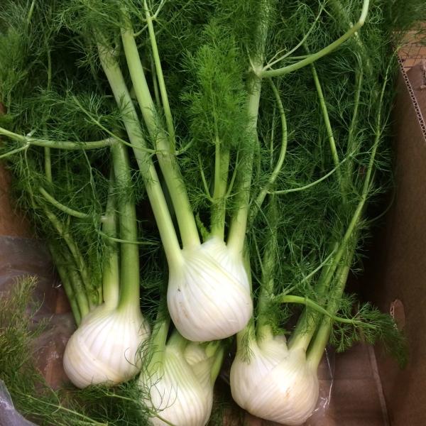 フェンネル　長崎県産　１株