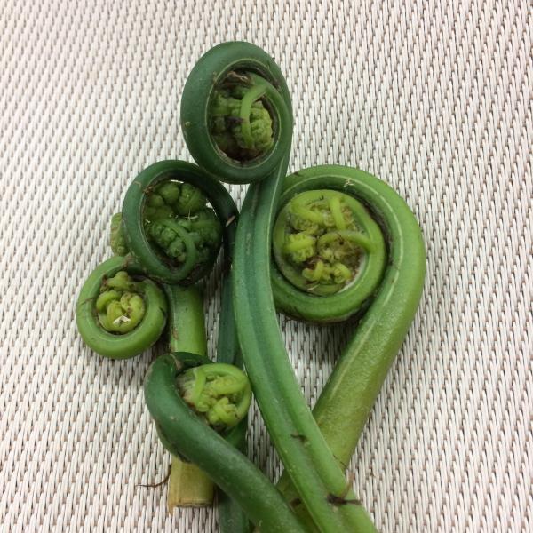 肥後こごみ（がんそく）１ｐｃ