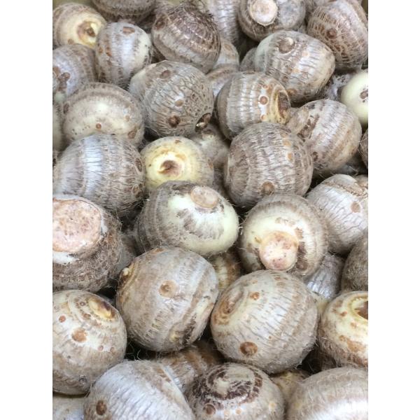 さといも　京都網野産　M　１ケース