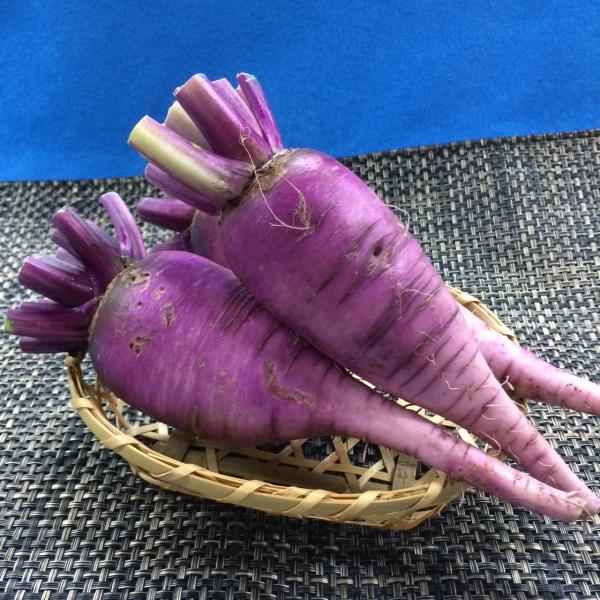 上州辛味大根　紅色　１本