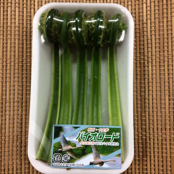 こごみ　秋田産