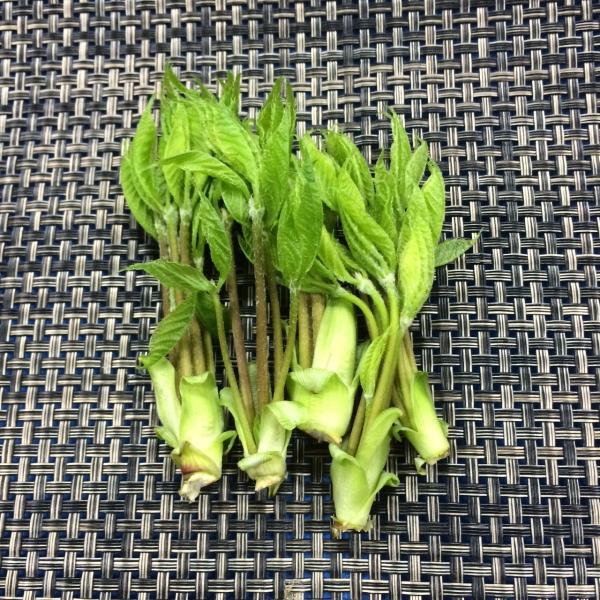 天然こしあぶら　１ｐｃ 国産