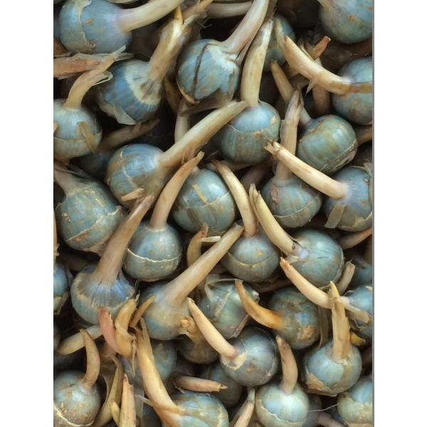 くわい　２L 　４kg　広島県産 1ケース