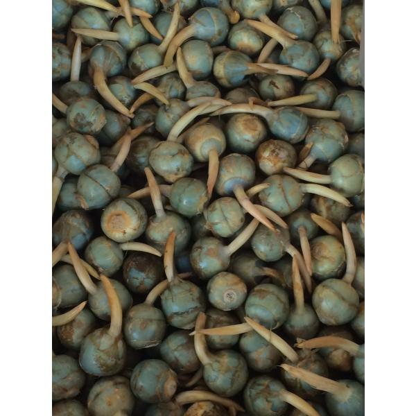 くわい　M 1ケース　４kg　広島県産