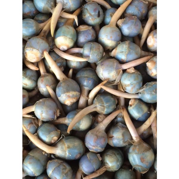 くわい　S　１ケース　４kg　広島県産