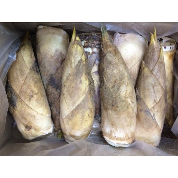 京都塚原・大原野・長岡京産　たけのこ　M ２ｋｇ　