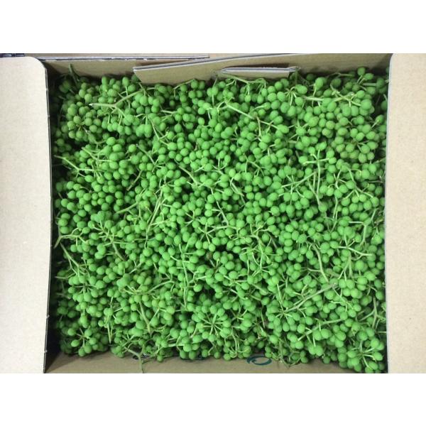 和歌山・高知・奈良県産　実山椒　500ｇ