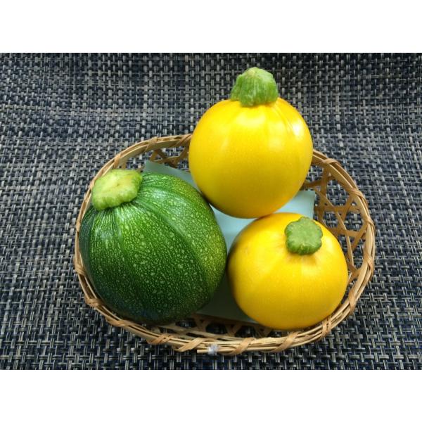 国産丸ズッキーニ　１ヶ