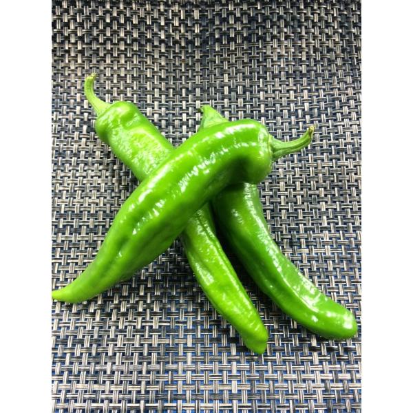万願寺甘長とうがらし　１ケース京都産