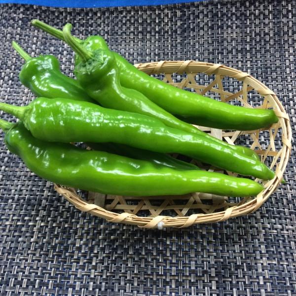 万願寺とうがらし250ｇ京都産