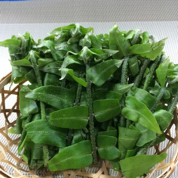 宮古ぜんまい　１pc