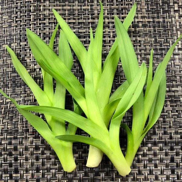 ノカンゾウ　１pc