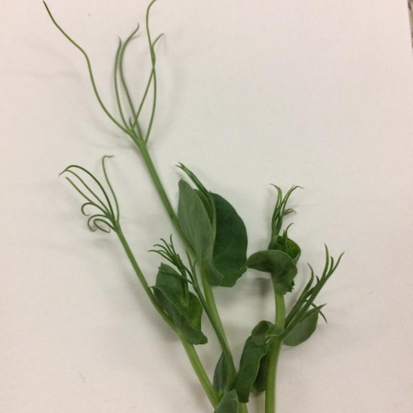 ピーテンドリル　１pc