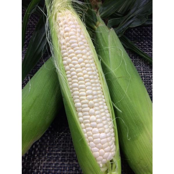 ピュアホワイト3L　１本