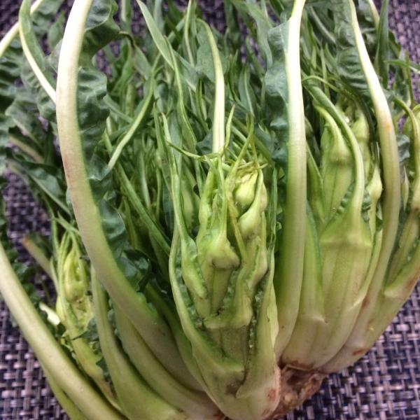 プンタレッラ国産　小　1株