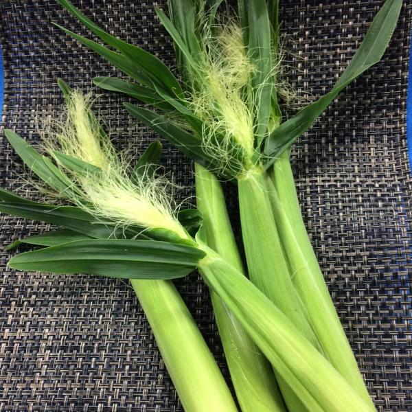 ピュアホワイト皮付きヤングコーン　国産　10本入り　