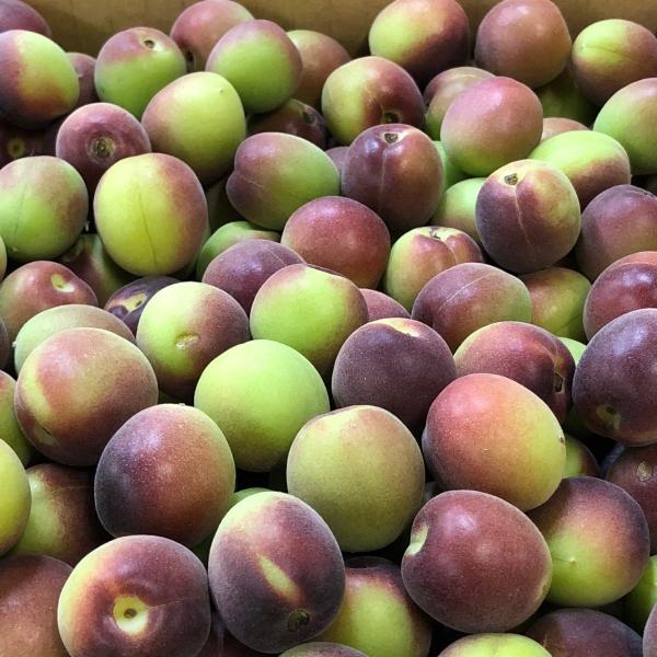 小梅　紫　１ケース　４kg入り