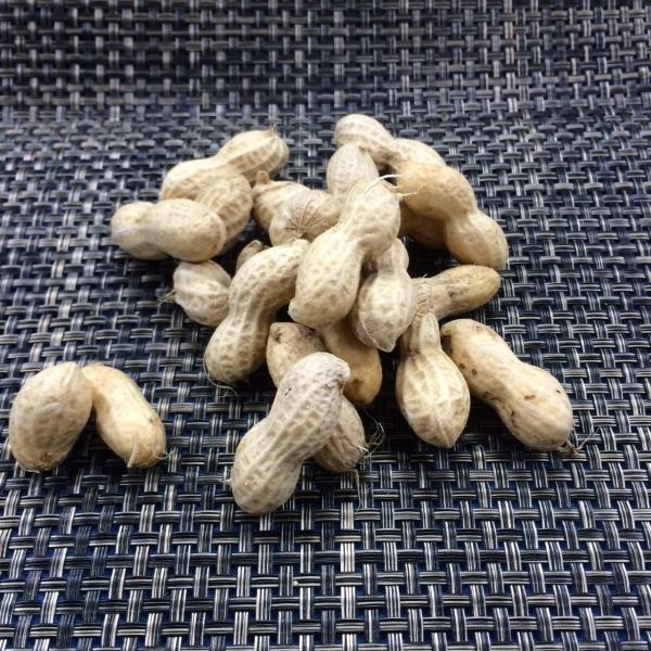 静岡県産 生落花生　１袋（約500ｇ）
