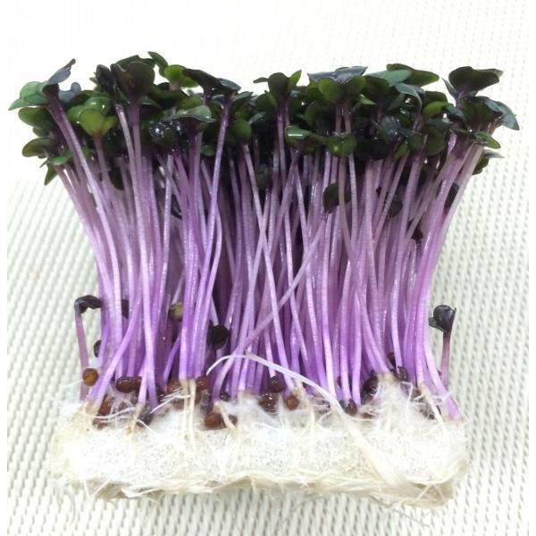 レッドキャベツの芽　１ｐｃ