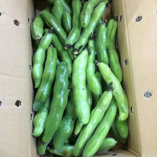 そら豆・一寸豆　500ｇ  L 鹿児島・大分・和歌山・福井・鳥取・愛媛産