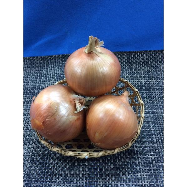 淡路島産　玉ねぎ　L　1kg