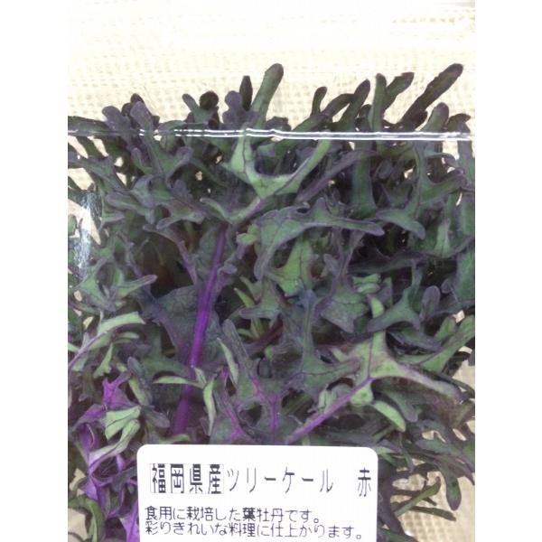 ツリーケール赤(紫)　１ｐｃ 福岡県産