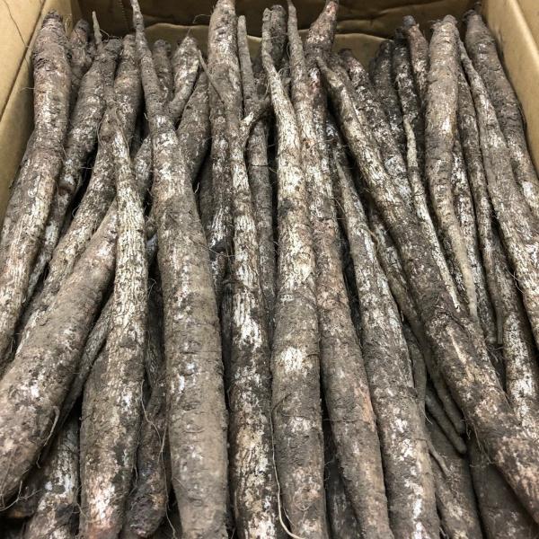 山ごぼう １袋 北海道・長野県産