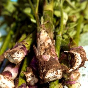 【予約】北海道産 山菜 山ウド 1kg (食用...の詳細画像3