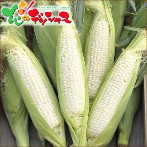 【予約】とうもろこし 食べ比べ 10本 (白5...の詳細画像2