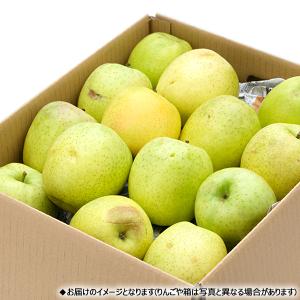 【予約】山形県産 ご家庭用 りんご 王林 10...の詳細画像3
