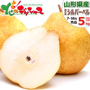 【予約】山形県産 西洋梨 シルバーベル 5kg (秀品/7玉〜16玉入り) 西洋梨 洋梨 ギフト 贈り物 プレゼント のし 果物 フルーツ 山形県 お取り寄せ