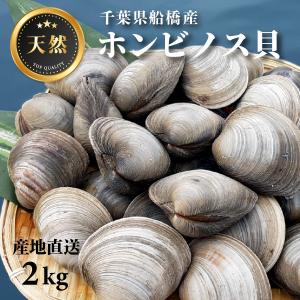 2kg 千葉県船橋産ホンビノス貝【漁師直送】【送料無料...