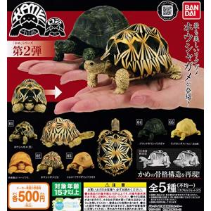 かめ02 ガシャポン カメシリーズ 第2弾 [全...の商品画像