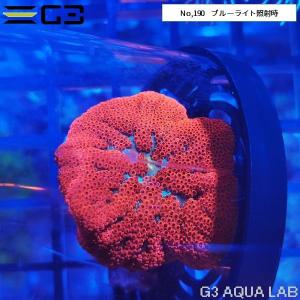 レッドミニカーペット（ハタゴイソギンチャク深海タイプ）約3cm 1個体（No,190）｜g3aqualab