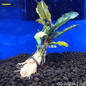 ブセファランドラ sp. ピナ(Bucephalandra Pina) 組織培養（サンプル