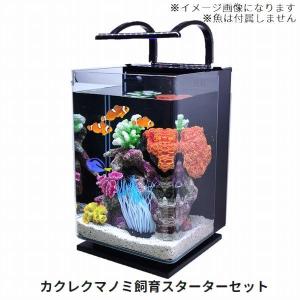 カクレクマノミ飼育スターターセット 25cmハイタイプガラス水槽｜g3aqualab