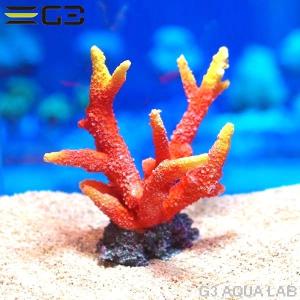 ゼンスイ ZEST レプリカサンゴ L-3 : G3 AQUA LAB ヤフーショップ