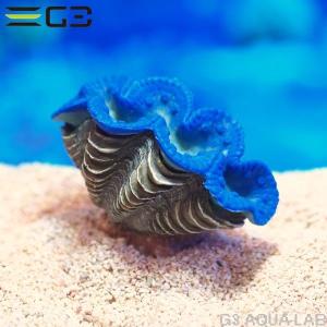 レッドシー ATS ミニライブロックレプリカ（G47） 約25cm : G3 AQUA