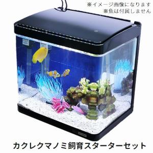 カクレクマノミ飼育スターターセット 30cm曲げガラス水槽｜g3aqualab