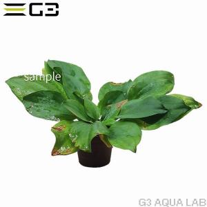 水草 肥料 固形 アクアリウム用水草 の商品一覧 熱帯魚 アクアリウム用品 ペット用品 生き物 通販 Yahoo ショッピング