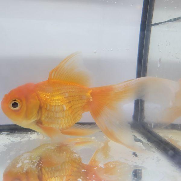 琉金Lサイズ（約10ｃｍ）