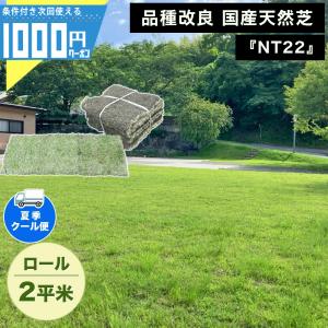 天然芝生 高麗芝 15束 13.65平米 通常便出荷] NITTOSEKKO 高級天然芝 NT22 ソッド 10平米分 天然芝 省