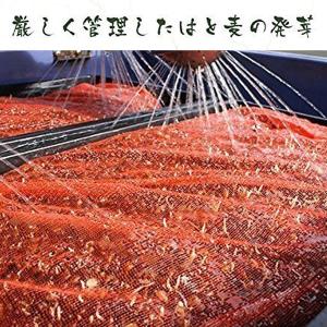 国産 発芽はと麦茶 5g×40包 (お得な3個...の詳細画像2
