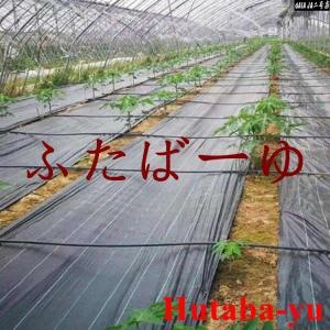 防草シート 1m×100m 農用シート UV剤...の詳細画像1