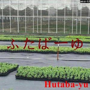 防草シート 1m×100m 農用シート UV剤...の詳細画像3