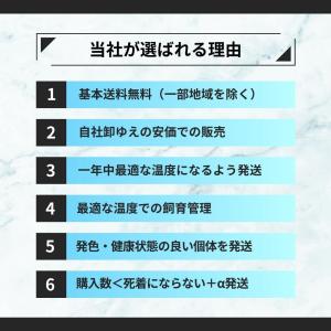 レッドビーシュリンプ 100匹(0.5ー1.0...の詳細画像2