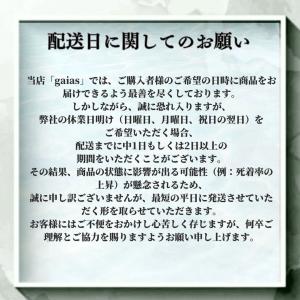 レッドビーシュリンプ 100匹(0.5ー1.0...の詳細画像3