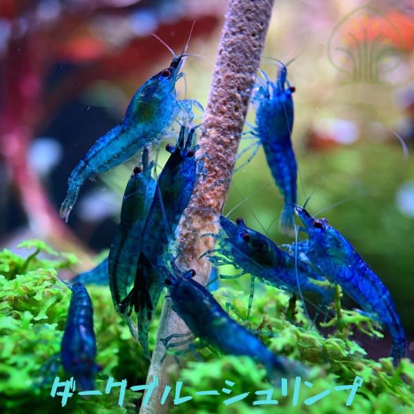 ダークブルーシュリンプ　２０匹（１．０ー１．５ｃｍ）＋α